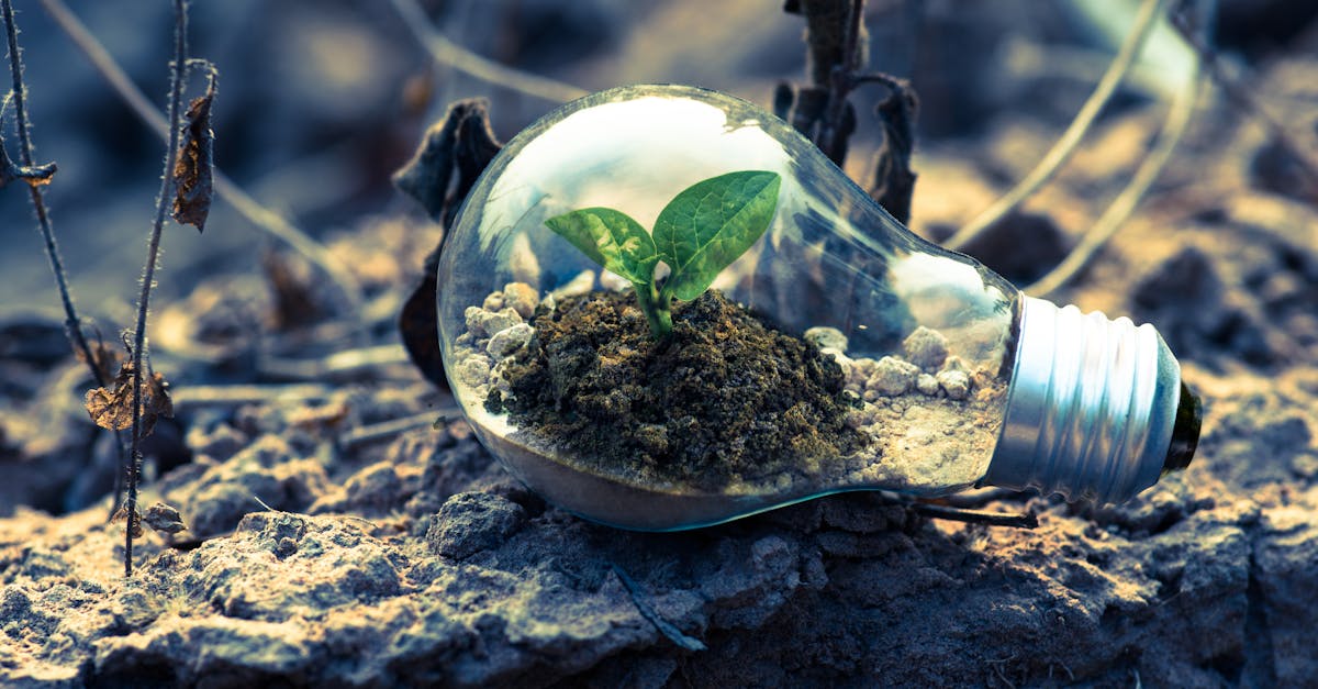 découvrez la beauté saisissante de la nature, des paysages à couper le souffle aux écosystèmes riches en biodiversité. plongez dans un monde où la faune et la flore s'épanouissent, et apprenez comment protéger notre planète pour les générations futures.