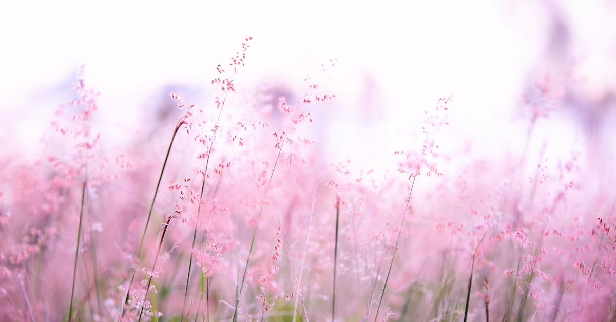 découvrez la beauté et la richesse de la nature à travers des paysages époustouflants, une biodiversité étonnante et des expériences apaisantes en plein air. plongez dans un monde où la faune et la flore cohabitent harmonieusement.