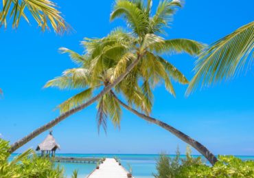 découvrez un monde de sérénité et de beauté avec 'paradise', une expérience immersive qui vous transporte vers des paysages époustouflants et des moments de détente inégalés. plongez dans la quiétude et laissez-vous envelopper par la magie d'un véritable coin de paradis.