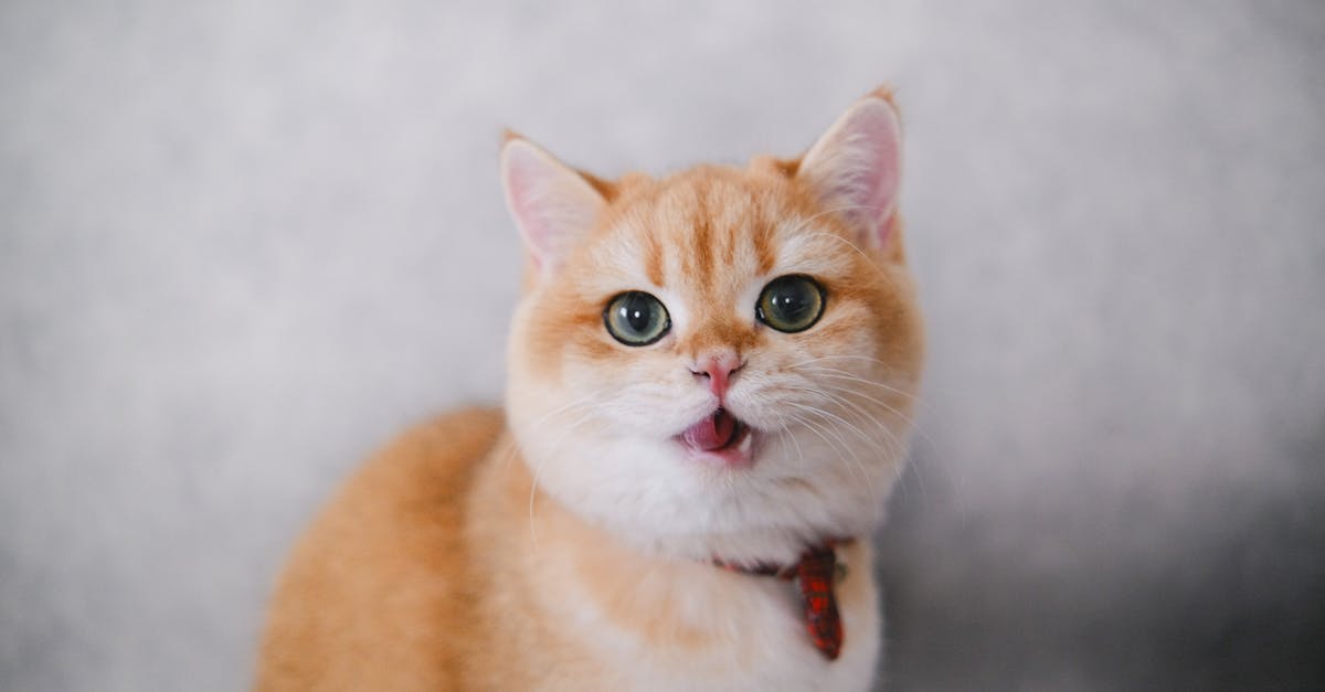 découvrez notre sélection de colliers pour chats, alliant confort et style. offrez à votre félin un accessoire unique qui reflète sa personnalité tout en garantissant sa sécurité grâce à des matériaux de qualité et des designs tendance.