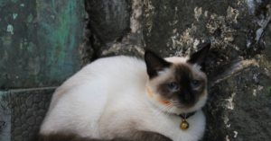 découvrez notre sélection de colliers pour chats, alliant style, confort et sécurité. offrez à votre compagnon félin un accessoire à la fois tendance et pratique, pour des promenades en toute tranquillité.