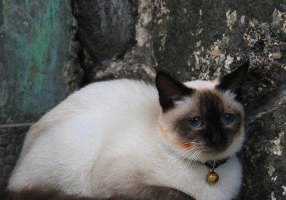découvrez notre sélection de colliers pour chats, alliant style, confort et sécurité. offrez à votre compagnon félin un accessoire à la fois tendance et pratique, pour des promenades en toute tranquillité.