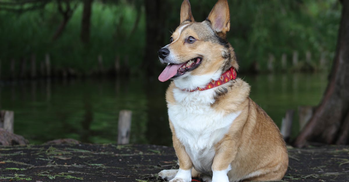 découvrez notre sélection de colliers pour chiens, alliant confort et style. offrez à votre compagnon à quatre pattes un collier durable et tendance, parfait pour les promenades et l'identification.