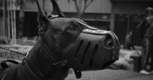 découvrez notre sélection de colliers pour chiens alliant confort, style et sécurité. offrez à votre compagnon à quatre pattes un accessoire durable et tendance qui reflète sa personnalité. idéal pour les promenades et les aventures en plein air.