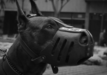 découvrez notre sélection de colliers pour chiens alliant confort, style et sécurité. offrez à votre compagnon à quatre pattes un accessoire durable et tendance qui reflète sa personnalité. idéal pour les promenades et les aventures en plein air.