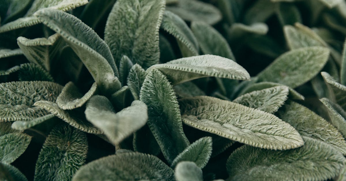 découvrez notre collection de robes vert sauge, alliant élégance et fraîcheur. parfaites pour toutes les occasions, ces robes tendances mettent en valeur votre style tout en apportant une touche naturelle à votre garde-robe.