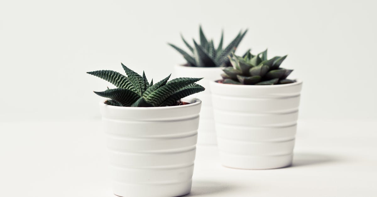 découvrez des idées de décor pour sublimer votre intérieur : inspirations, conseils pratiques et tendances pour transformer chaque pièce de votre maison en un espace unique et chaleureux.